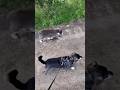 Somewhere over the rainbow,Remu the doggie