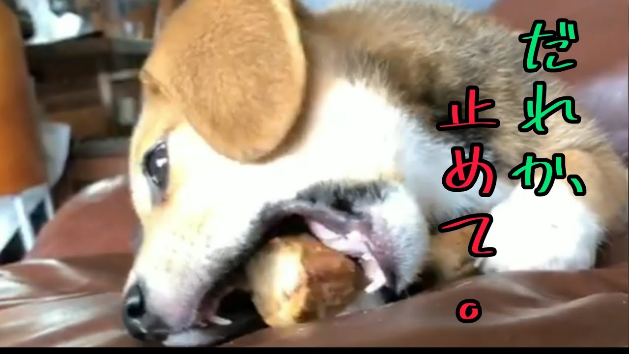 噛み疲れたのに噛むのをやめられない子犬マサル 9Masaru, a puppy who is tired of