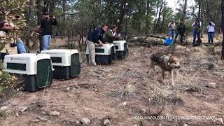 Exitosa liberación de 5 ejemplares de lobo mexicano