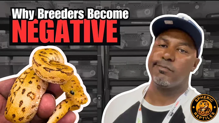 Why Ball Python Breeders Quit: The Hard Truth No One Talks About