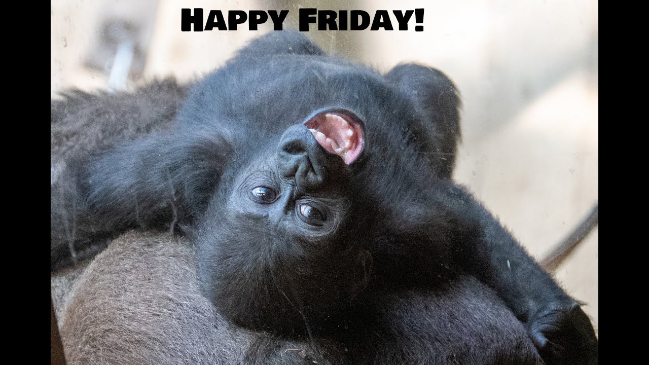 Baby Gorillas Go Wild! Kayembe, Kunda & Jameela’s Playtime Chaos!