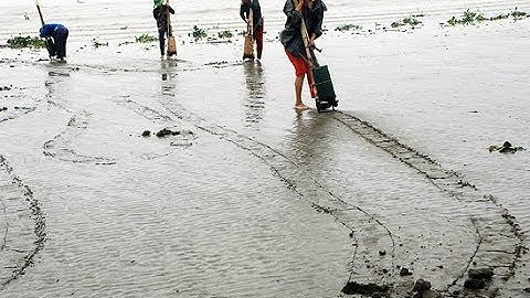 Khám phá nghề cào NGHÊU - đập HÀU - mưu sinh của dân xứ Nghệ