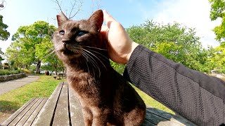 いつも独りぼっちだったマーブル黒猫ちゃん、いつの間にか沢山のお友達が！？