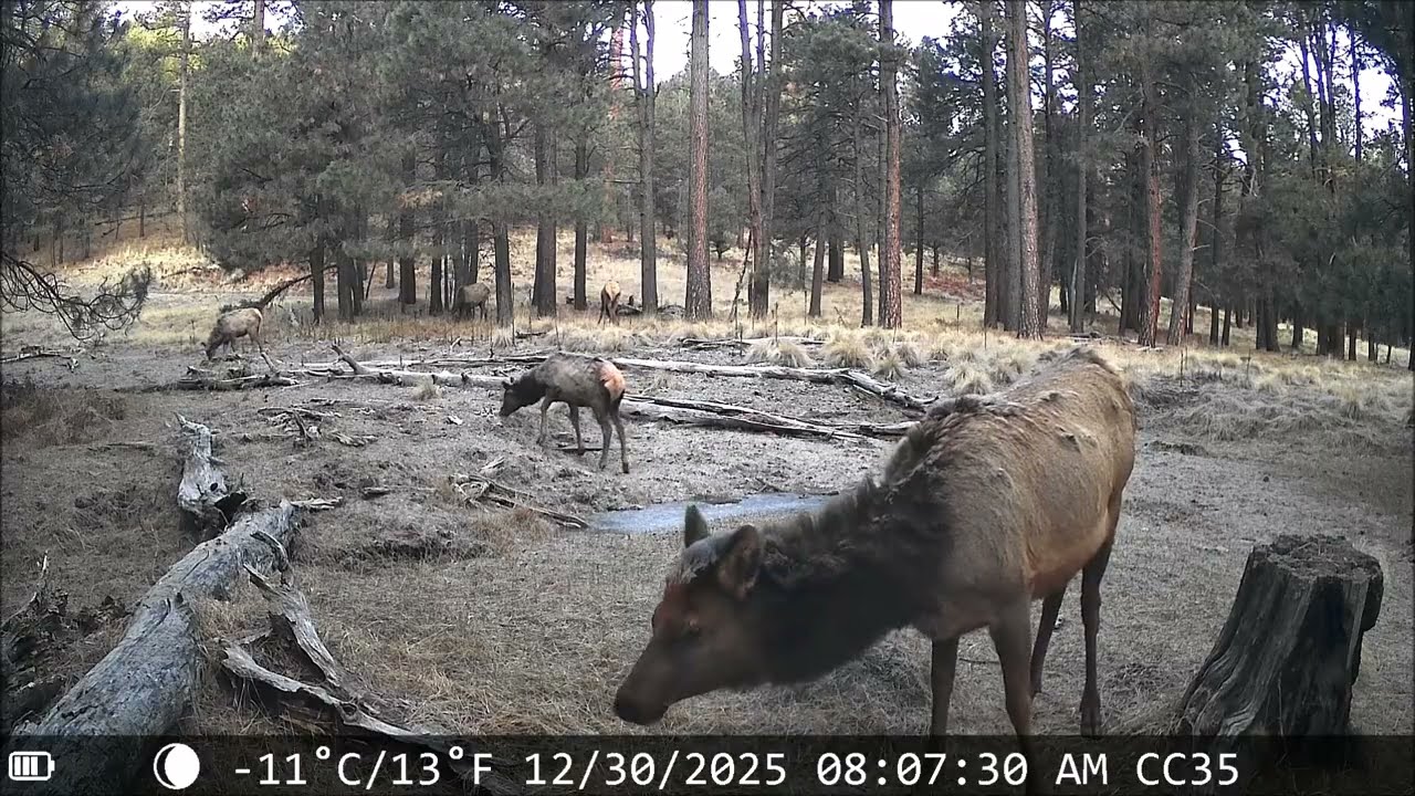 02282026 - The last 2 Months Critter-Cam 04 below camp