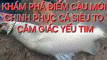 Khám phá điểm câu mới, chinh phục cá siêu to, yếu tim không nen xem