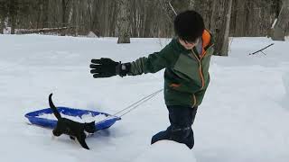 Cat sledding