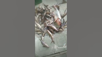 Câu cá chốt dính quá trời