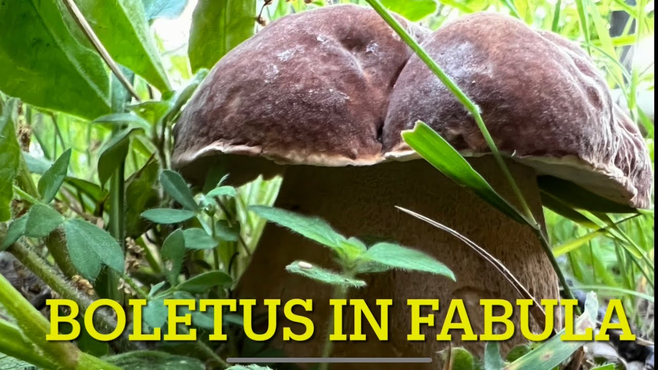 FUNGHI PORCINI 2022🍄🍄🍄PRIMI PORCINI DI GIUGNO!!! 🍄🍄🍄 YouTube