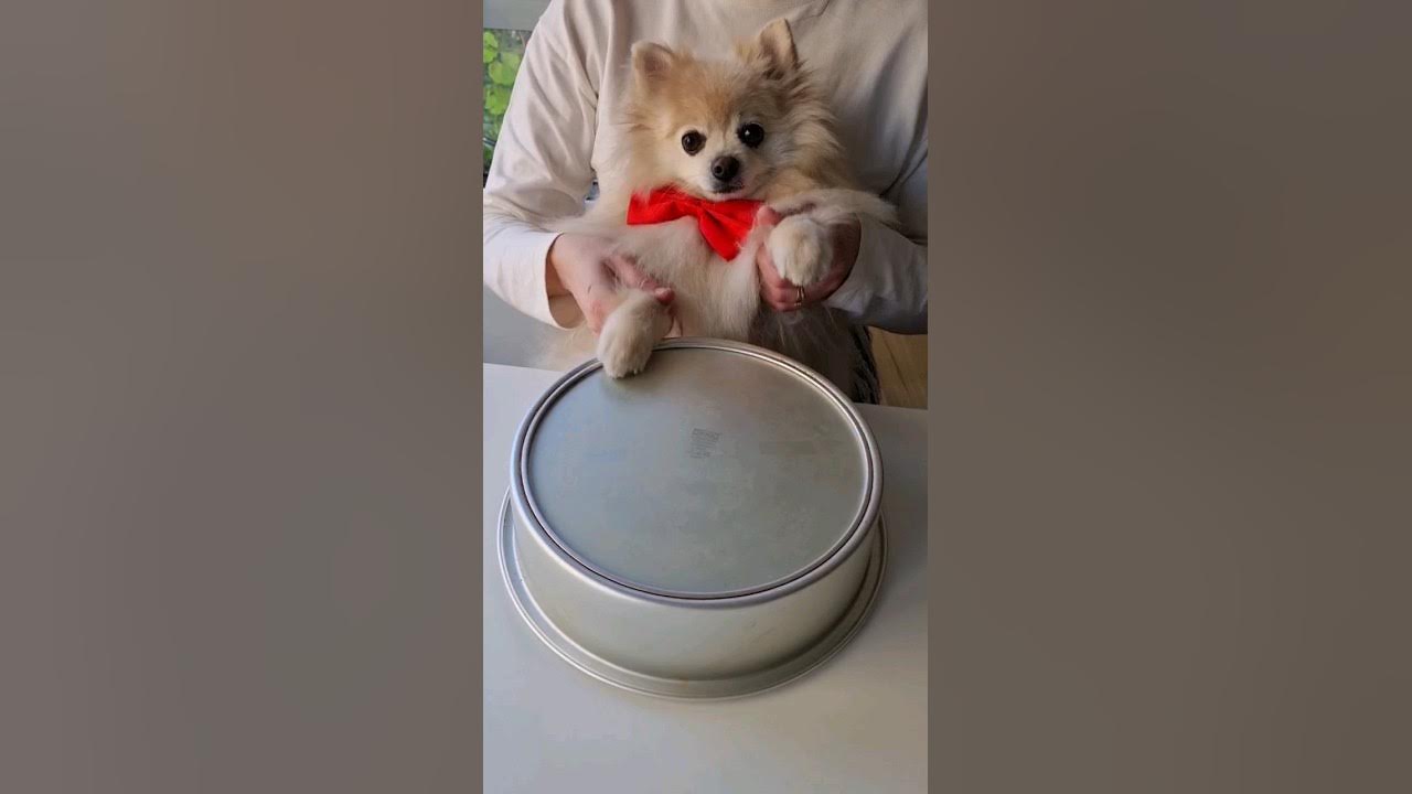Puppy Drums #shorts Puppy Drums #shorts