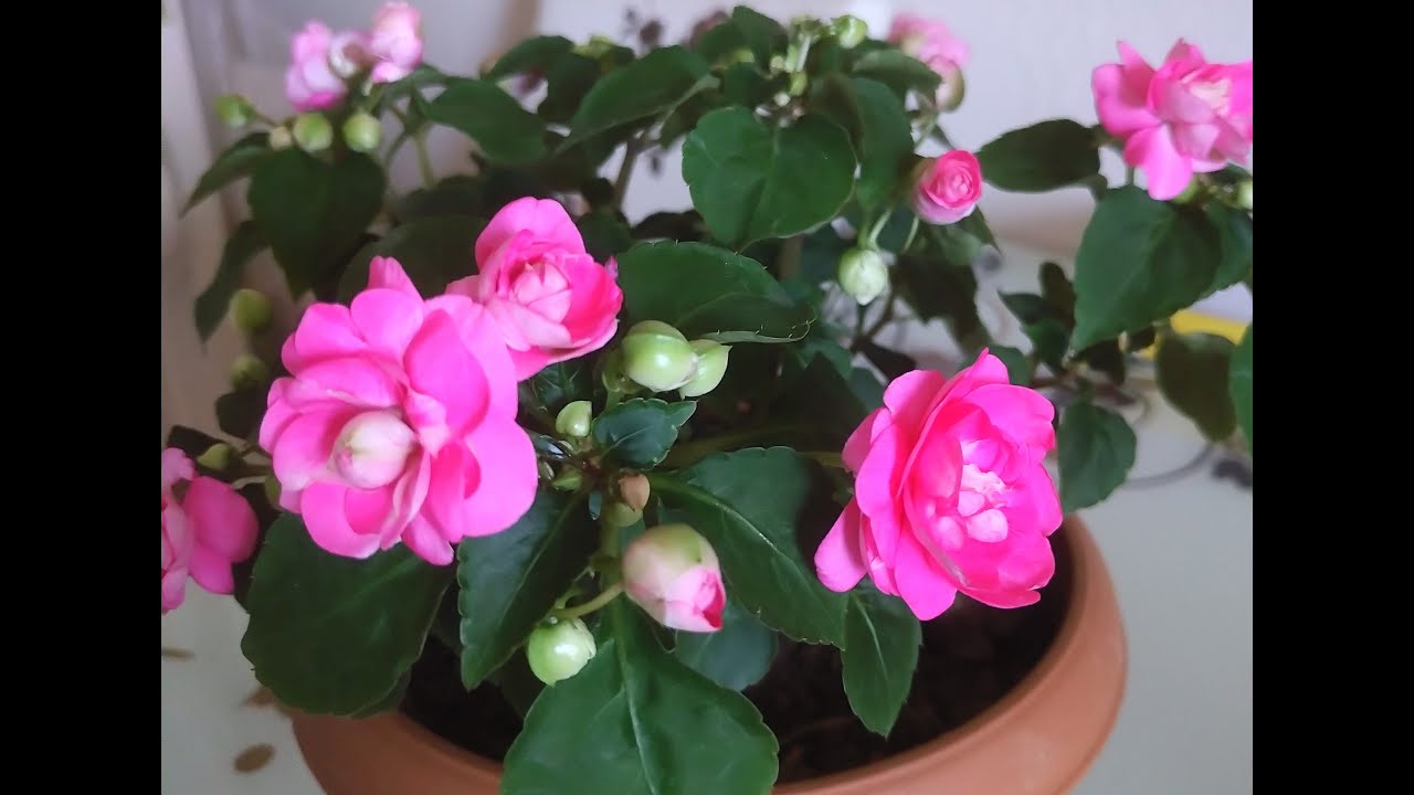 Cam GÜZELİ çiçeği #çoğaltma