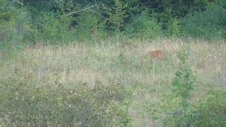 Caccia al maschio di capriolo con Sabatti Saphire screenshot 2