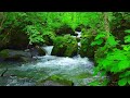 死んだように眠れる川のせせらぎ,小鳥のさえずり【大自然,勉強,作業,集中,睡眠,癒し,瞑想,リラックス,赤ちゃん寝かしつけ,高音質,落ち着くBGM,自律神経を整える,ASMR】