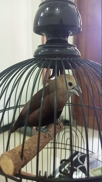 emprit haji isian prenjak