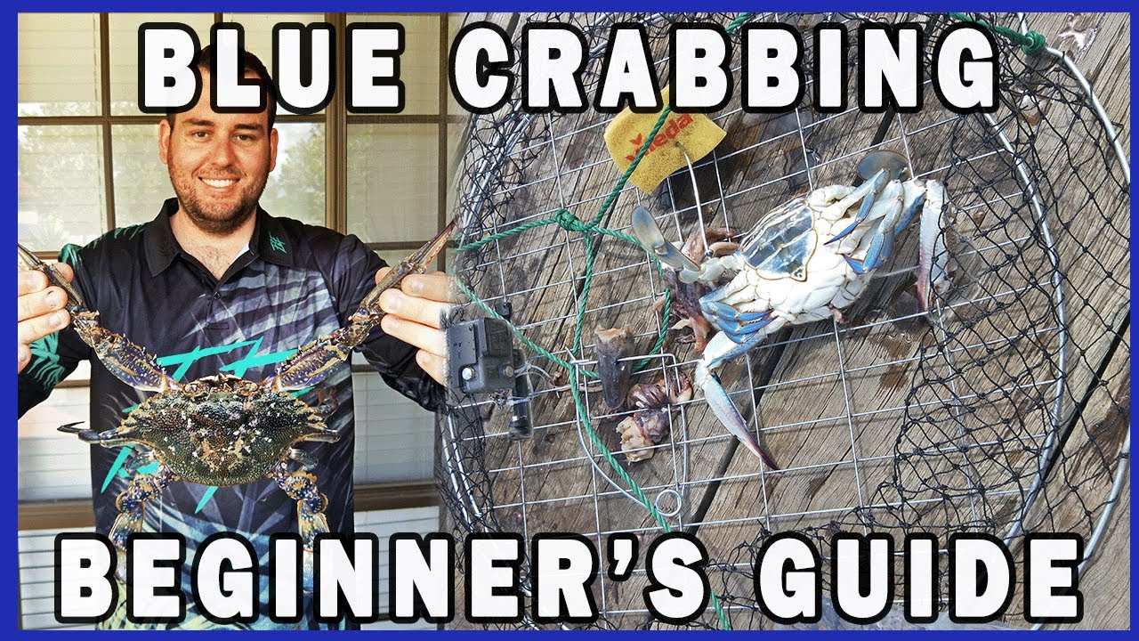 Catching Blue Swimmer Crabs for the First Time Adelaide Australia Catch & Cook