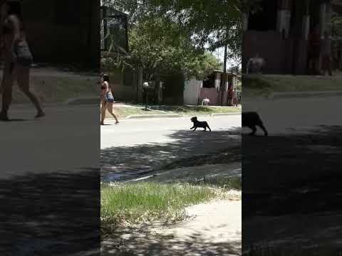 Conflicto entre familias en Viale parte 1