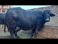 Beautifull Pure Neeli Buffalo For Sale in Pakistan on Youtube 20-07-2021