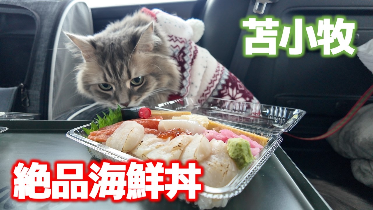 【北海道】絶品海鮮丼を食べに苫小牧までドライブ旅！【ぷらっとみなと市場】
