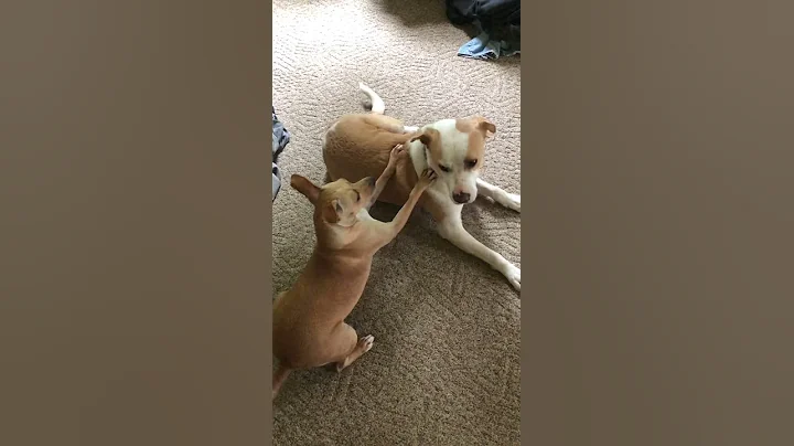 Ole Dani girl wants to play