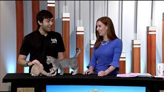 Simply Cats: Free Friday