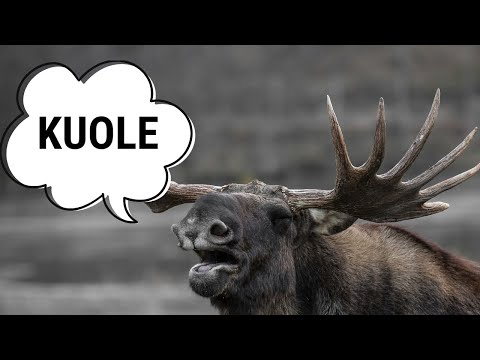 Video: Maailman Vaarallisin Eläin