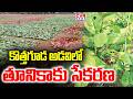 కొత్తగూడ అడవిలో తూనికాకు సేకరణ |  Tribal Collecting Tunikaku In Tribal Areas  | CVR News