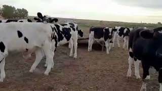 13 Terneros Holando Argentino. Gregorio Aberasturi SRL