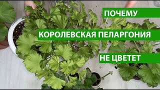 Королевская пеларгония не цветет, что делать?