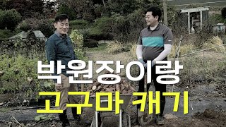 고구마 캐기와 삼겹살 파티 #김포정형외과 #김포수지접합 #김포병원