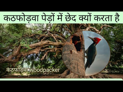 वीडियो: क्या कठफोड़वा पेड़ों को मारते हैं?