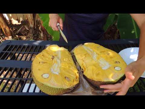 Джекфрут.  Jackfruit.