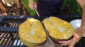 Джекфрут.  Jackfruit.