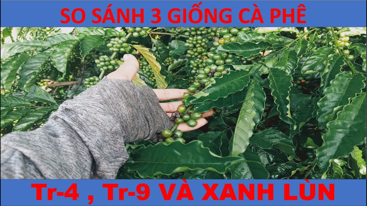 SO SÁNH 3 GIỐNG CÀ PHÊ : TR-4 , TR-9 VÀ XANH LÙN !!!