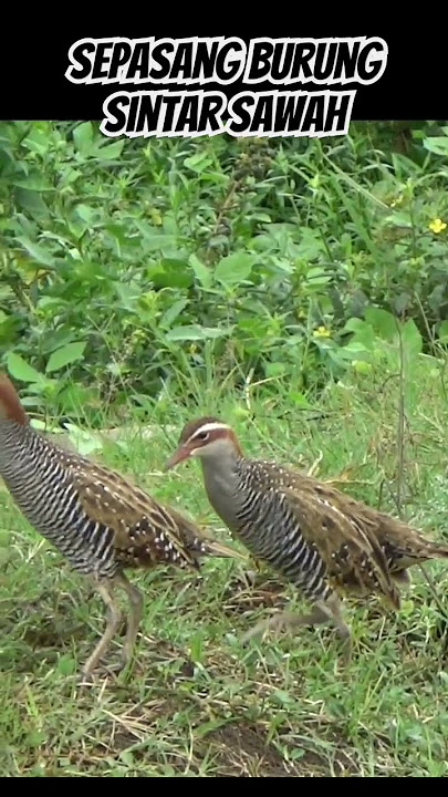 sepasang burung sintar sawah  #birdtrap #shorts #short #shortvideo #shortsvideo