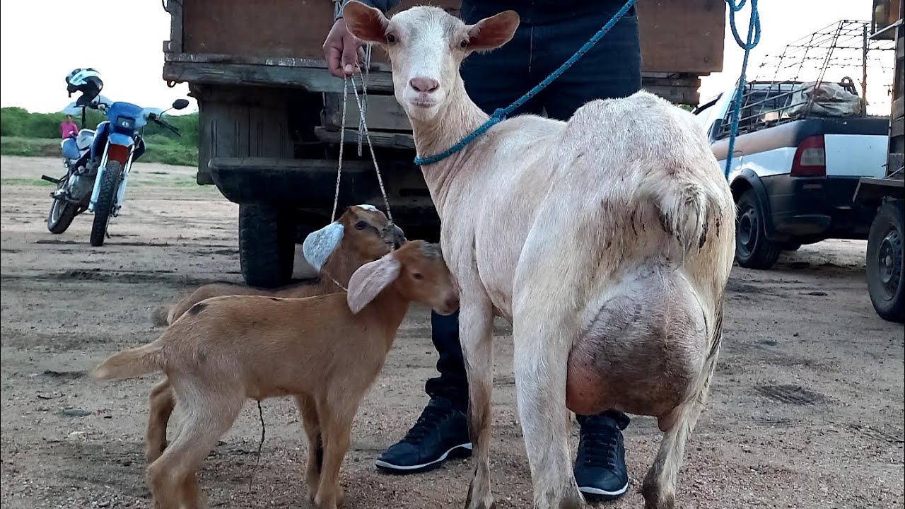 Feira de Ovelhas Venturosa Pe.03/03/26