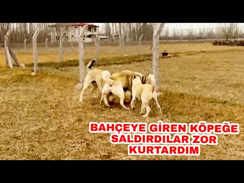 YABANCI KÖPEĞİ ZAR