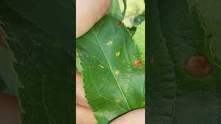 IPM Shorts: Apple Orchard Update: What Is On Those Trees? (It's NOT Apple Crisp)