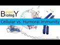 Cellular vs. Humoral Immunity