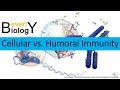 Immune System Functions and Responses