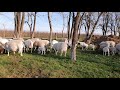 Племенные овцы Дорпер в России на Ставрополье.  Продажи с июля месяца ❤🐑💯