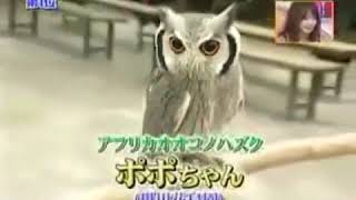 3 Transformation Owl
