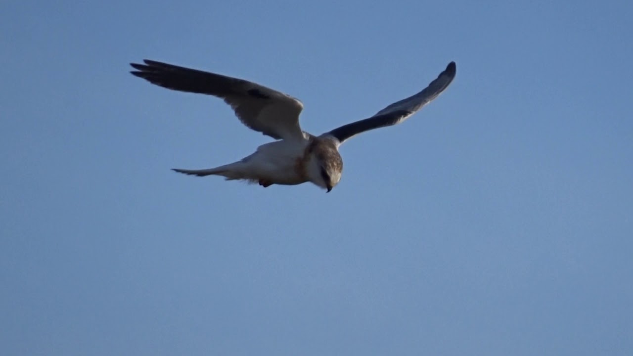 White-tailed Kite (hovering) 