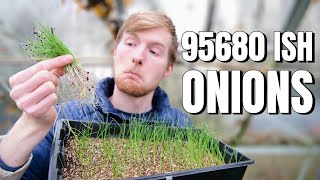 How I'm Growing HUNDREDS Of Onions (From Seed) To Achieve Self Sufficiency | How To Grow Onions