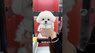 Help Fans In Hangzhou Choose A Little Bichon Frize. His Cute Personality Is So Cute. The Girl Said