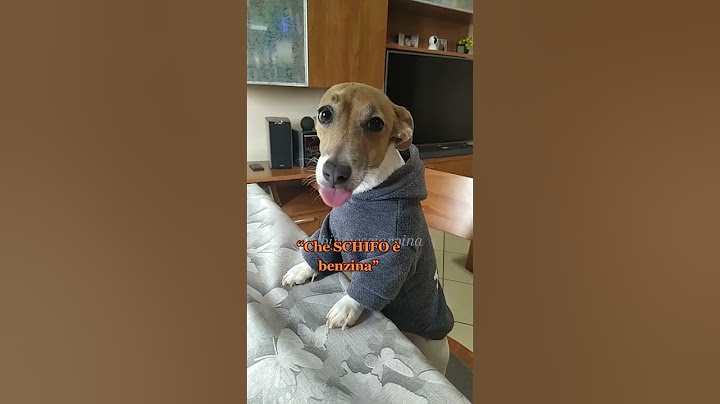Dottore miracoloso!👨🏻‍⚕️🤣 #jackrussell #comedy #dottore