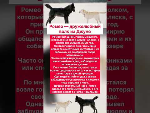 Ромео — дружелюбный волк из Джуно #хочуфакты #интересное #животныешляйх #факты