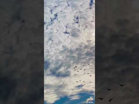 سامري ياحمام عبدالعزيز العليوي 