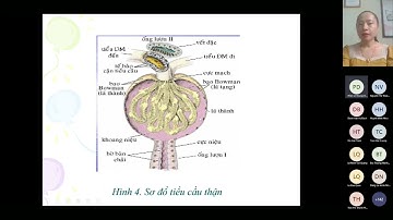 Mô phôi - Hệ tiết niệu
