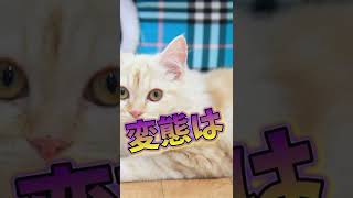 【寒い時期こそダニやノミに気を付けて！！】猫に付くと怖い寄生虫…の予防編。#Shorts