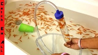 FISH ROLLER COASTER! Safe for Fish