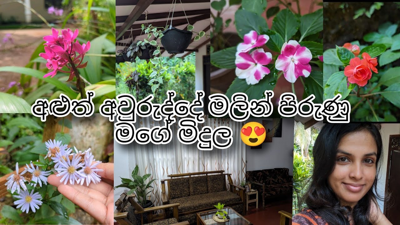 අළුත් අවුරුද්දේ මලින් පිරුණු මගේ මිදුල 😍 | නත්තල් දවස 🌲 | Village Lifestyle Vlog | Gardening Vlog